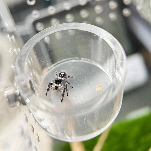 5pcs Jumping Spider Hide, Handmade Spider Enclosure Accessories，Shelter Made of Natural Materials，Magnetic Hidden Jumping Spider Habitat, Jumping Spider Enclosure in Saudi Arabia
