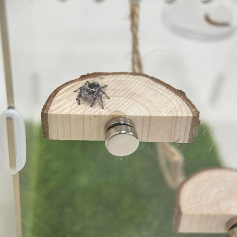 5pcs Jumping Spider Hide, Handmade Spider Enclosure Accessories，Shelter Made of Natural Materials，Magnetic Hidden Jumping Spider Habitat, Jumping Spider Enclosure in Saudi Arabia
