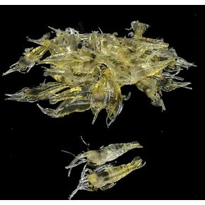 10 Pcs Simulation Fake Bait Grass Shrimp Lures 4cm Soft Shrimp Bait Fishing Gear Cost-Effective Convenient Soft Lures Lures, Baits and Attractants