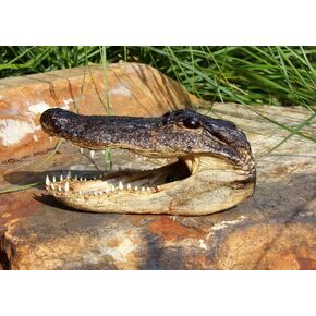 Gator Head 5-6 Inch Real Alligator Head By Hinterland Trading by Alligator King