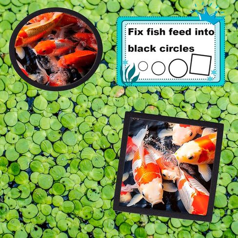 OIIKI 10 PCS Fish Feeding Rings Sets, Floating Aquarium Plant Corral, Black in Kuwait