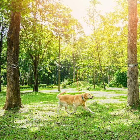 مقود تخييم الكلاب من تريسبرو، نظام عربة الكلاب بطول 45 قدم/50 قدم/75 قدم/100 قدم للكلاب التي يصل وزنها إلى 300 رطل، مقود محمول خفيف الوزن للكلاب للفناء، كابل ربط كلب عاكس للتخييم، الفناء، الحديقة، بالخارج in Kuwait