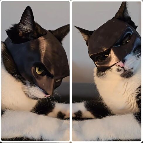 Bat Cat Mask for Cats, Batcat Mask, Bat Mask for Pet Cats, Catbat Mask For Cats, Cat Mask Halloween Customes in Saudi Arabia