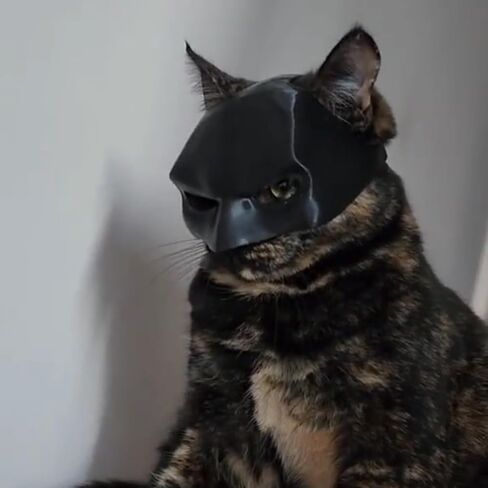 Bat Cat Mask for Cats, Batcat Mask, Bat Mask for Pet Cats, Catbat Mask For Cats, Cat Mask Halloween Customes in Saudi Arabia