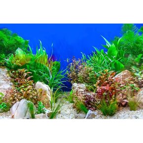 Aquarium Background Green Aquatic Plant Stone River Bed and Lake Fish Tank Background Decor Underwater Grass Leaves with Pebble Aquarium Backdrop Perfect Fish Tank Decors Vinyl 36x18in