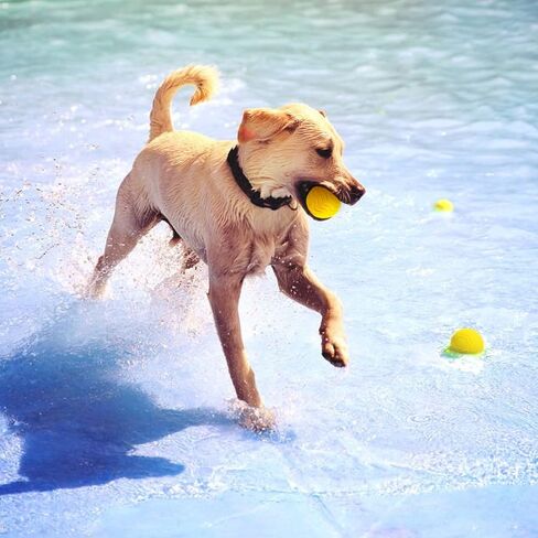 通用 Tough Dog Ball,Large Dog Balls for Aggressive chewers,Indestructible Tennis Ball for Medium Dog,Floating on Water Interactive Dog Toys Ball,Herding Ball for Dog(3.55in) 2pcs in Saudi Arabia