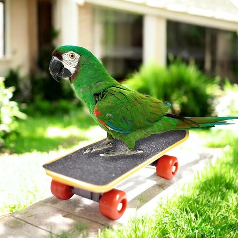 Bird Skateboard Costume, Clothes for Parrots, Costume for Birds and Mini Training Skateboard for Parrots, Bird Clothes, Parakeet Costume, Bird Toys For Parrots, Parrot Clothes for Birds (Blue) in Saudi Arabia