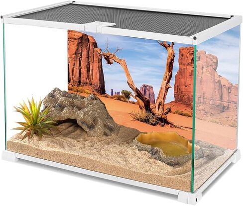 AWERT 36 × 18 بوصة خلفية موائل الزواحف السماء واحة جبل الصبار الشمس والصحراء تررم خلفية خلفية البوليستر in Kuwait