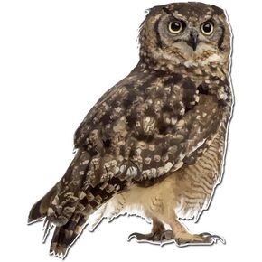 Photo Realistic Cute Owl - 4 Inch Full Color Vinyl Decal for Indoor or Outdoor use, Cars, Laptops, Décor, Windows, and More