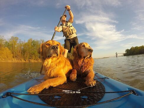 وسادة تثبيت على شكل لوح تجديف للكلب مع لاصق 3M in Kuwait