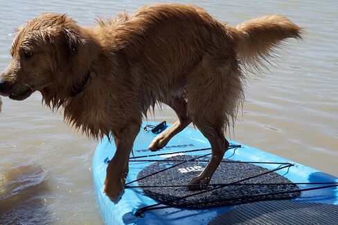 وسادة تثبيت على شكل لوح تجديف للكلب مع لاصق 3M in Kuwait