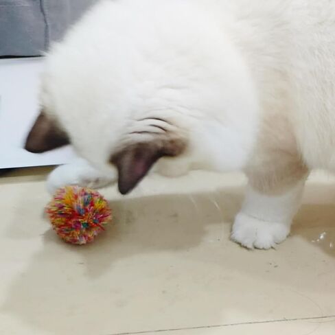 6 قطع من كرات القطط، كرات غزل للقطط مقاس 2.36 بوصة، ألوان متنوعة تفاعلية للقطط، كرات تدريب للقطط، آمنة لقطتك in Kuwait