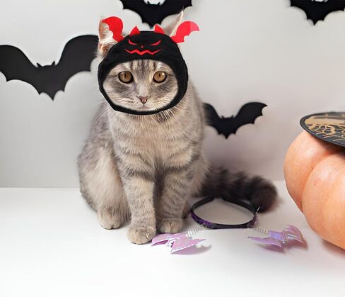 Cat Halloween Pumpkin Costume Dog, Adjustable Orange Pet Leaves Pumpkin Cap for Halloween Cosplay Costume Puppy Kitten Party Dress Up for Puppy Kitty Halloween Cosplay Costume in Saudi Arabia