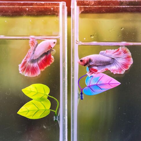 2 Pcs Betta Bed Leaf Hammock for Betta Fish, Betta Fish Bed Practical Rest Spot Betta Fish Leaf Pad Betta Fish Tank Accessories No BPA No Negative Impact on Water in Saudi Arabia
