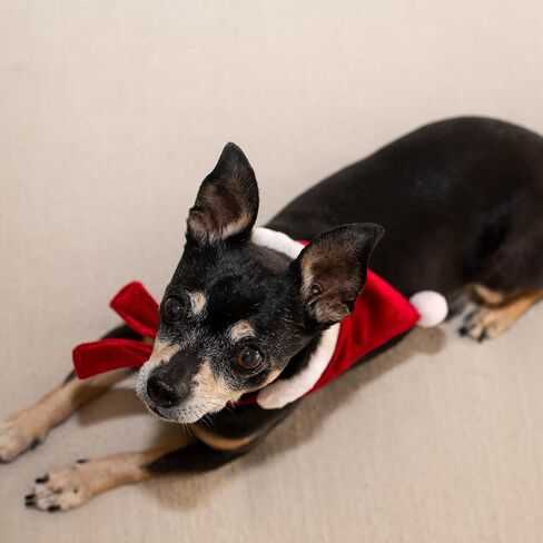 H&K Bandana for Pets | Elf Suit (Large) | Festive Velvet Christmas Holiday Accessory for Dogs/Cats | Holiday Pet Bandana | Cute Fun Winter Pet Accessory in Saudi Arabia