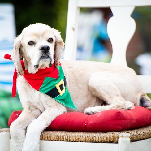 H&K Bandana for Pets | Elf Suit (Large) | Festive Velvet Christmas Holiday Accessory for Dogs/Cats | Holiday Pet Bandana | Cute Fun Winter Pet Accessory in Saudi Arabia