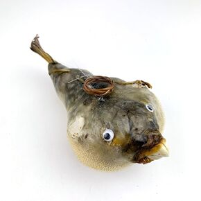Heyiwell 1PC Real Porcupine Blowfish Puffer for Science Classroom,Decorative Sculpture Nautical Home Decor Statue 7"~8" Inch