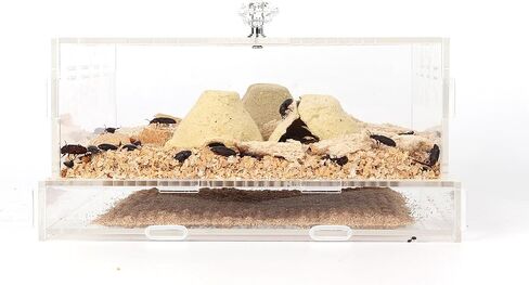 Acrylic Superworms Keeper, Mealworms Container fit Dubia Roach - Small in Saudi Arabia