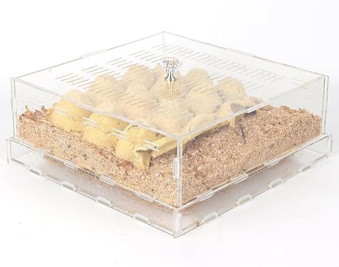 Acrylic Superworms Keeper, Mealworms Container fit Dubia Roach - Small in Saudi Arabia