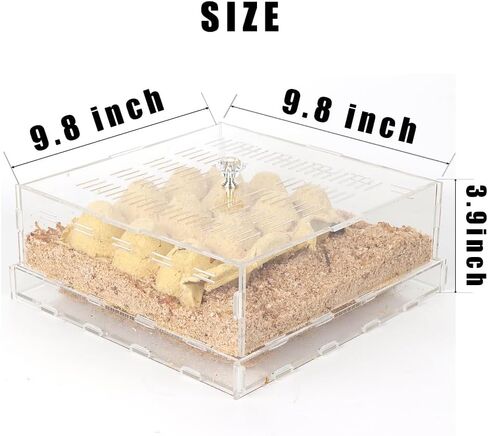 Acrylic Superworms Keeper, Mealworms Container fit Dubia Roach - Small in Saudi Arabia