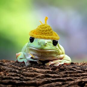 3 Pack Frog Hats Tree Frog Accessories for Terrarium Snake Hats for Ball Python Corn Snake Hat Tiny Pet Hat