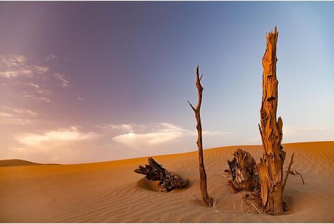 Reptile Habitat Background Dead Tree and Sun Desert Scenery Terrarium Background Nature Desert Landscape Backdrop Aquarium Background Durable Polyester Desert Background Backdrop Vinyl 24x16in in Kuwait