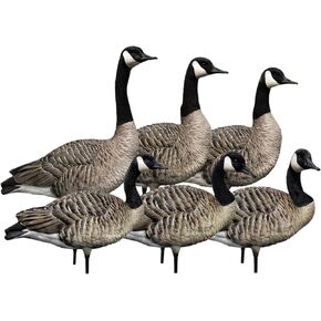 Avian X AXP 6 Piece Honker Sentry Walker Realistic Design Goose Decoy Rugged Steel Base Durability Set for Outdoor Hunting, Multicolor