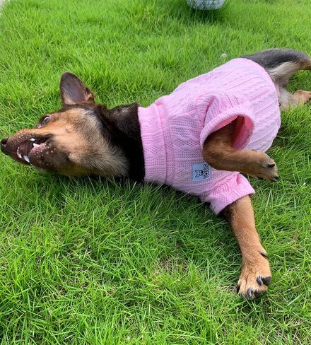 YQYS Dog Turtleneck Sweaters Pullover Sweater for Small Dogs and Kitten Thick Warm Cute Cat Sweater Teacup Dog Clothing Puppy Clothes Ropa para Perro Pink Small in Saudi Arabia