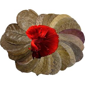 Awesome Aquatic Betta & Shrimp Leaves 30 4"-6" Premium Catappa Indian Almond Leaves Natural Habitat Tannin Producing Improves Immunity, Easy to USE