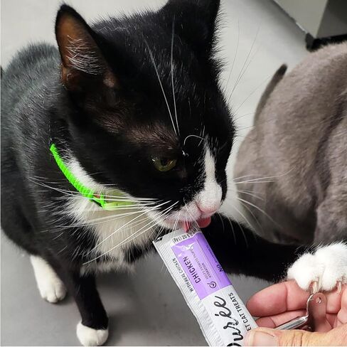 Squeezer & Cat Puree Box. Pure Balance Puree Gourmet Cat Treats Real Chicken and Salmon Grain Free (20 Tubes) in Saudi Arabia