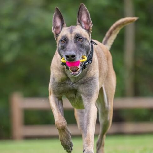 Project Hive Zoomer Stick | Dog Ball Thrower with Set of 2 Looped Dog Balls Included (Green and Blue) | Interactive Dog Toys for Both Land and Water | Balls for Dogs Perfect for Fetch and Tug Play in Saudi Arabia