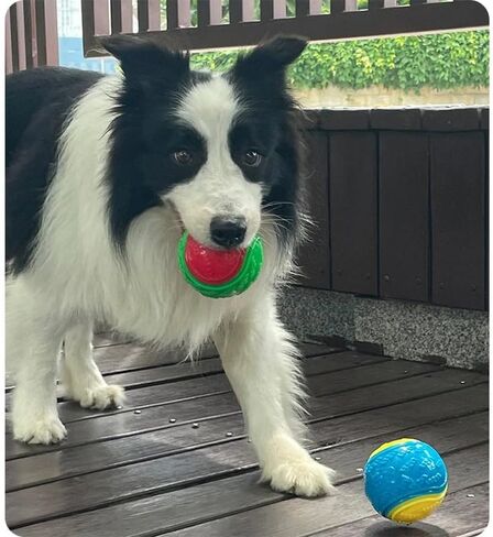 2.5 inch Squeaky Dog Balls, Durable Dog Toy Ball for Training, Tough Dog Balls for Interactive Play and Teething Puppies with Storage Bag, 6 Pack - Bright & Fun Colors in Saudi Arabia