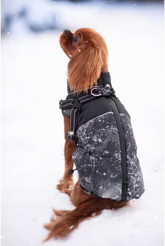 معطف شتوي للكلاب - معطف Cavalier King للكلاب مع حزام عاكس للضوء وأشرطة قابلة للتعديل ومعاطف دافئة للكلاب - سترة أنيقة للكلاب المتوسطة الصغيرة (متوسطة، رمادية) in Kuwait