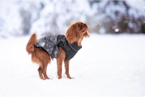 معطف شتوي للكلاب - معطف Cavalier King للكلاب مع حزام عاكس للضوء وأشرطة قابلة للتعديل ومعاطف دافئة للكلاب - سترة أنيقة للكلاب المتوسطة الصغيرة (متوسطة، رمادية) in Kuwait