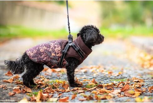 معطف شتوي للكلاب - معطف Cavalier King للكلاب مع حزام عاكس للضوء وأشرطة قابلة للتعديل ومعاطف دافئة للكلاب - سترة أنيقة للكلاب المتوسطة الصغيرة (متوسطة، رمادية) in Kuwait