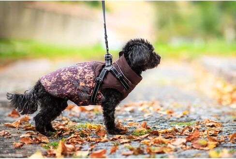 Dog Winter Coat - Cavalier King Dog Coat with Harness Reflective Adjustable Straps Warm Dog Coats - Stylish Dog Jacket Vest for Small Medium Dogs (Medium, Grey) in Saudi Arabia