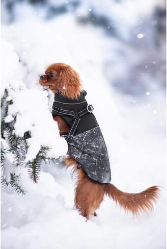 معطف شتوي للكلاب - معطف Cavalier King للكلاب مع حزام عاكس للضوء وأشرطة قابلة للتعديل ومعاطف دافئة للكلاب - سترة أنيقة للكلاب المتوسطة الصغيرة (متوسطة، رمادية) in Kuwait