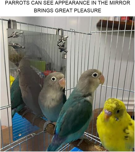 Bird Mirror Toy, Stainless Steel Bird Mirror with Wooden Perch Rod for Parakeet Cockatoo Cockatiel Lovebirds Canaries in Saudi Arabia