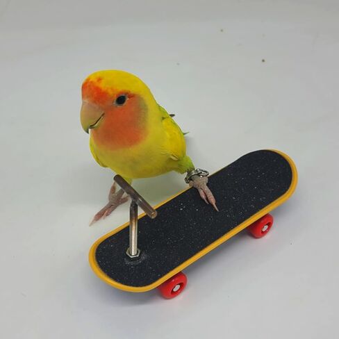 Skateboard Bird Toys, Parrot Training Trick Prop Toys, Bird Intelligence Educational Toys, Bird Grind Foot Toy for Parrot Parakeet Conures Cockatiels (B) in Kuwait