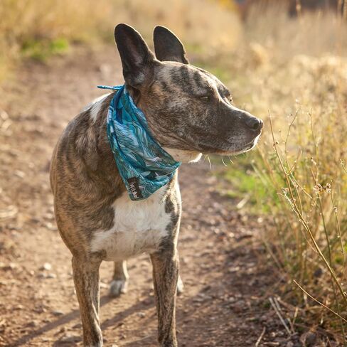 Dog Bandana with Lightweight Cooling Adventure Poly Mesh Quick Drying Fabric for Adventures and Hiking (XSmall-Small, Trippy Bird) in Saudi Arabia
