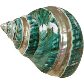 1PC Natural Large Hermit Crab Shells Turbo Shells Jade Green Banded Turbo Shell(3.1Inch ~4Inch),Used as Hermit Crab Replacement Shells, Fish Tank Aquarium Ornaments(Jade Green & Pearl)