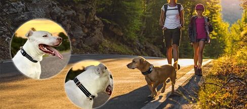 Durable Dog Collar with GPS Dog Tracker & Airtag Dog Collar – Pet Collar for Dogs and Cats, Compatible with Apple AirTag and Dog Tags. (Army Brown) in Saudi Arabia