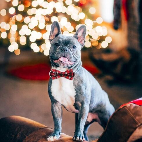 Dog Collars with Bow,Velvet Puppy Collar with Zinc Alloy Safety Buckle, Adjustable Soft Dog Bow Tie Collar, Detachable Breakaway Dog Collar with Metal D-Ring for Small Medium Large Dogs in Saudi Arabia