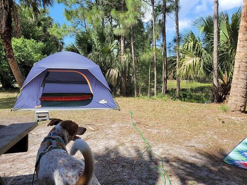 Tent 6-Person Camping Tents, Waterproof Windproof Family Tent with Removable Top Rainfly for Outdoors, Picnic, Friends, Large Mesh Windows, Easy Set Up, Carry Bag in Saudi Arabia