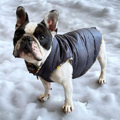 Pets, Waterproof Winter Dog Jacket, Reversible, Cold Weather Coats, Exclusive Full Color Desing Jacket, Snow Jacket, Vest for Small Medium Large Dogs (Gray/Green, Medium) in Saudi Arabia
