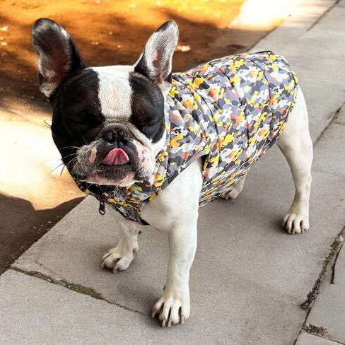 Pets, Waterproof Winter Dog Jacket, Reversible, Cold Weather Coats, Exclusive Full Color Desing Jacket, Snow Jacket, Vest for Small Medium Large Dogs (Gray/Green, Medium) in Saudi Arabia