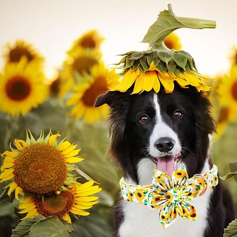 Dog Collar - Rugby with Flower Dog Collar Flower for Dogs Flower Pet Collar Adjustable Dog Collar Girl Boy Dog Collar for Small Dogs in Kuwait