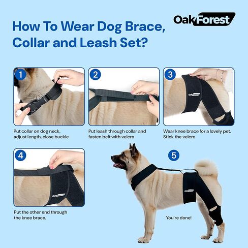 مجموعة دعامة وطوق ومقود للركبة للكلاب من أوك فورست | دعامة ركبة الكلب لتمزق الرباط الصليبي الأمامي والساق الخلفية والساق الأمامية | دعم شامل لتوفير الراحة والاستقرار الأمثل لجميع الكلاب | الحجم: SML (M) in Kuwait