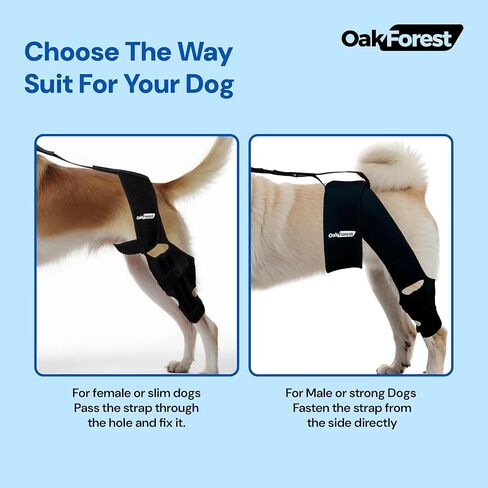 مجموعة دعامة وطوق ومقود للركبة للكلاب من أوك فورست | دعامة ركبة الكلب لتمزق الرباط الصليبي الأمامي والساق الخلفية والساق الأمامية | دعم شامل لتوفير الراحة والاستقرار الأمثل لجميع الكلاب | الحجم: SML (M) in Kuwait