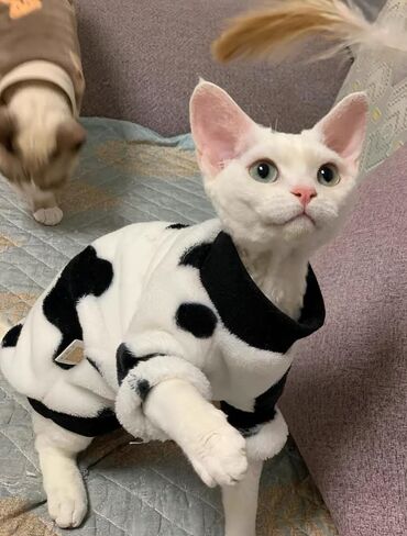 سترة Sphynx Cat ذات 4 أرجل دافئة بياقة مدورة، ملابس سميكة ناعمة من الصوف على الوجهين للقطط، ملابس شتوية للقطط والكلاب الصغيرة، Pjs للقطط والجرو (أرجواني (4 أرجل)، L (5-6.5 رطل)) in Saudi Arabia